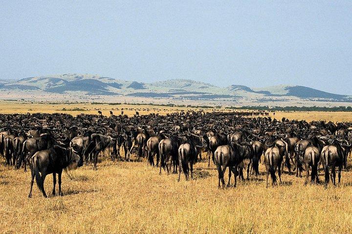 4 días 3 noches Parque nacional Serengeti Safari de Tanzania