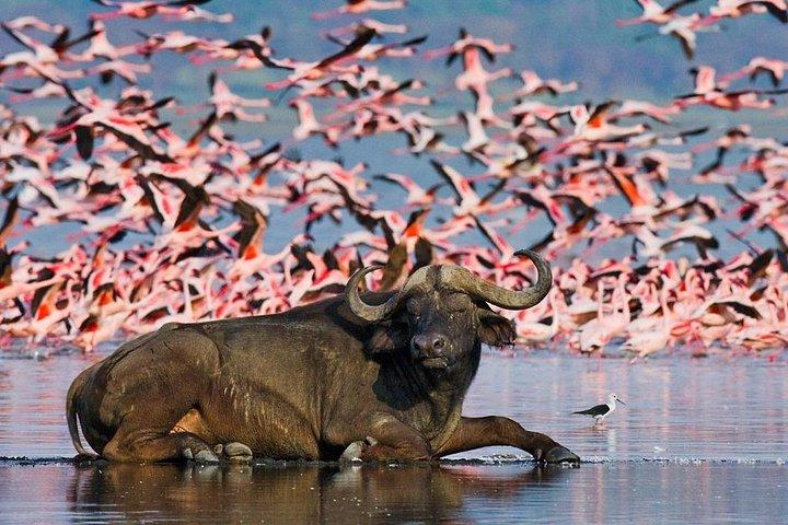 6 Days Samburu, Lake Nakuru & Masai Mara Safari on 4x4 Jeep