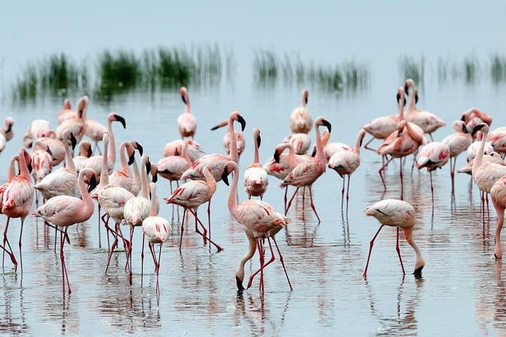 4 Days 3 Nights Samburu National Reserve & Lake Nakuru National park Safari