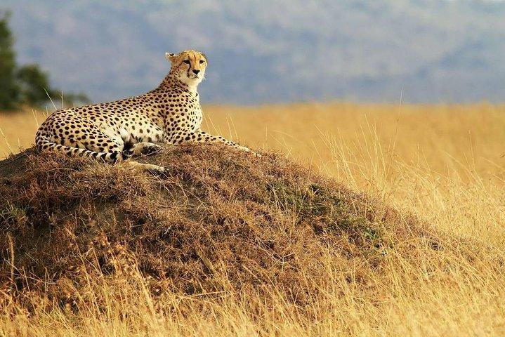4 días 3 noches Parque nacional Serengeti Safari de Tanzania
