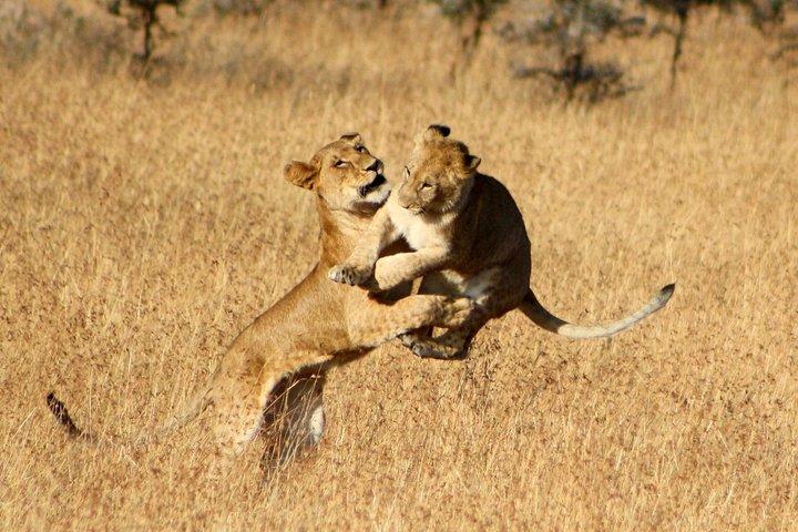 4 días 3 noches Parque nacional Serengeti Safari de Tanzania