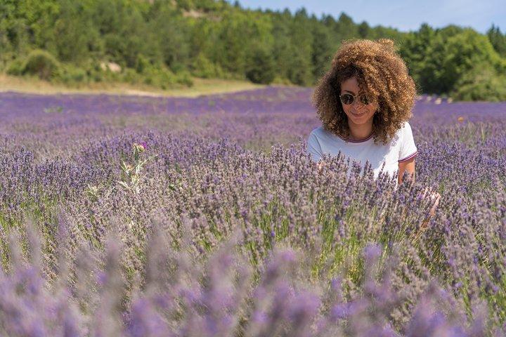 Tour per piccoli gruppi di lavanda a Valensole da Marsiglia