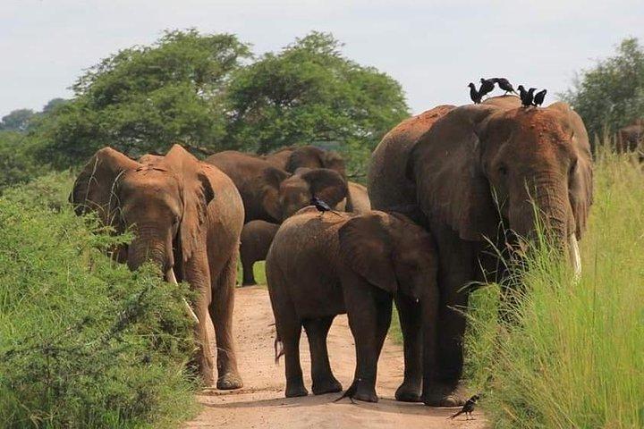 7 Days Group Game viewing, schimpans & Gorilla trekking