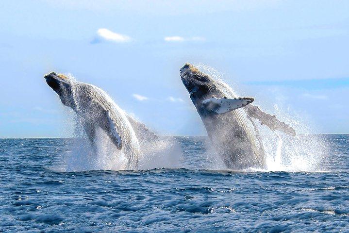 Puerto Vallarta Small-Group Whale Watching Experience