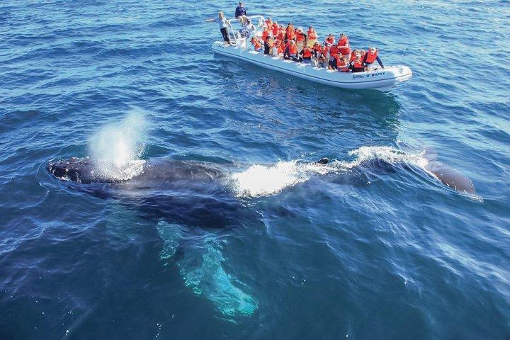 Puerto Vallarta Small-Group Whale Watching Experience