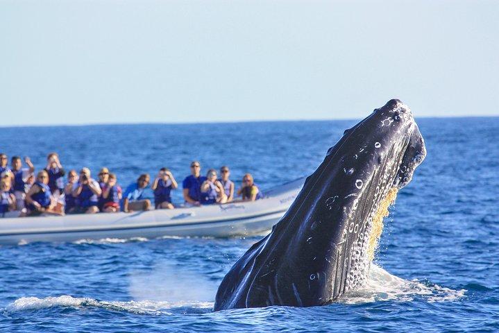 Puerto Vallarta Small-Group Whale Watching Experience