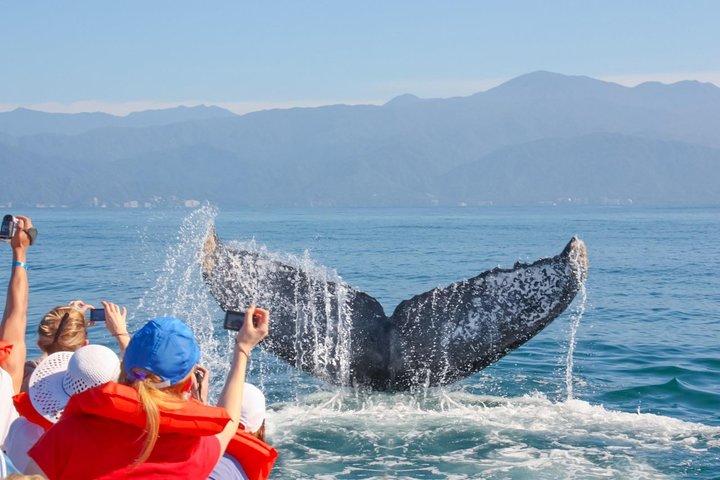 Puerto Vallarta Small-Group Whale Watching Experience