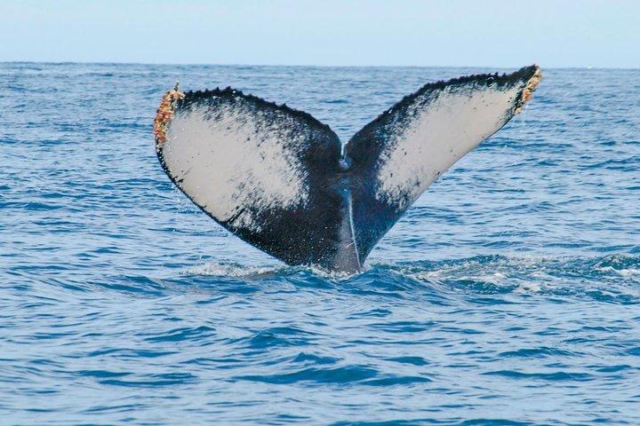 Puerto Vallarta Small-Group Whale Watching Experience