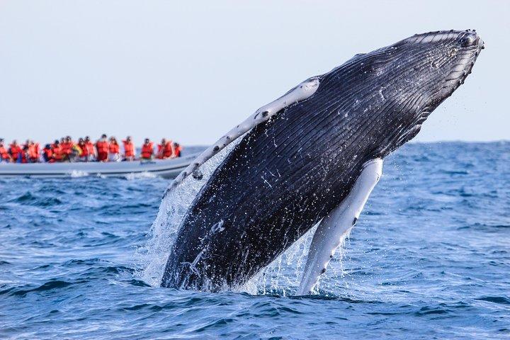 Puerto Vallarta Small-Group Whale Watching Experience