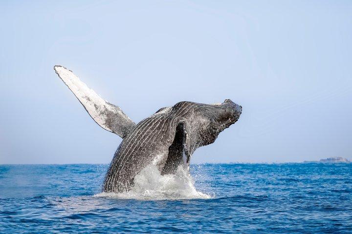 Puerto Vallarta Small-Group Whale Watching Experience