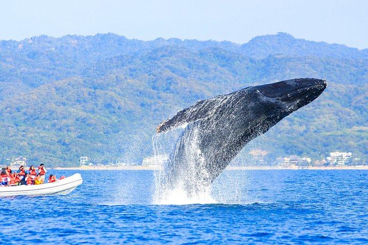 Puerto Vallarta Small-Group Whale Watching Experience