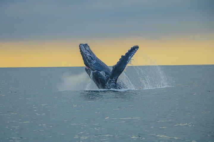 Puerto Vallarta Small-Group Whale Watching Experience