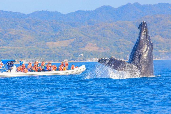 Puerto Vallarta Small-Group Whale Watching Experience
