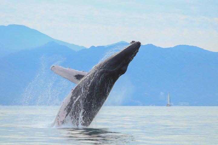 Puerto Vallarta Small-Group Whale Watching Experience