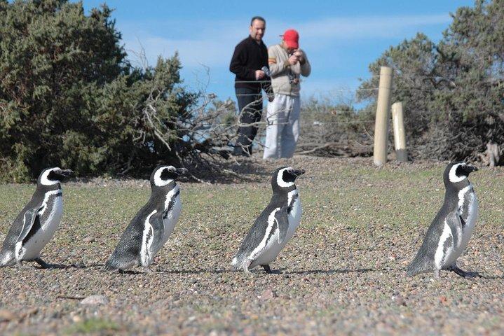 Punta Tombo Shore Excursion m/box frokost (Delt tur til krydstogter)