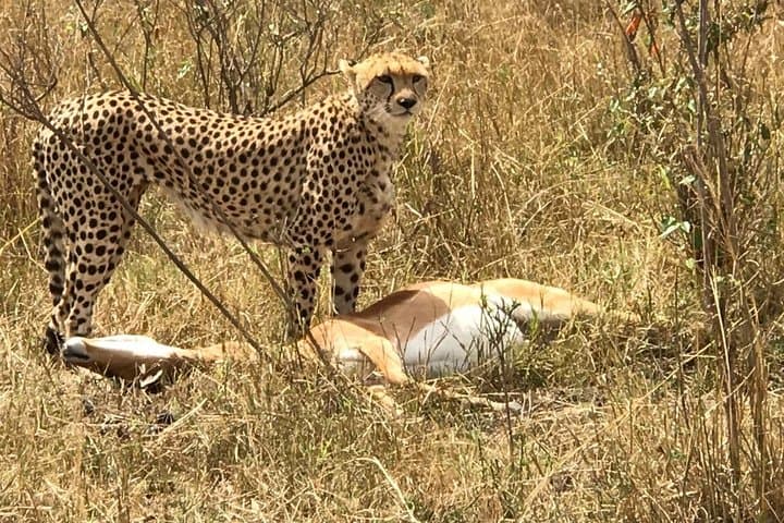 7 Days Tsavo West, Amboseli, Lake Nakuru & Masai Mara Wildlife Safari