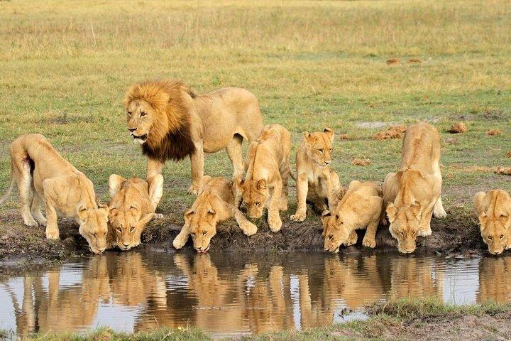 4 días de safari de gama media en Serengeti, Ngorongoro y Tarangire