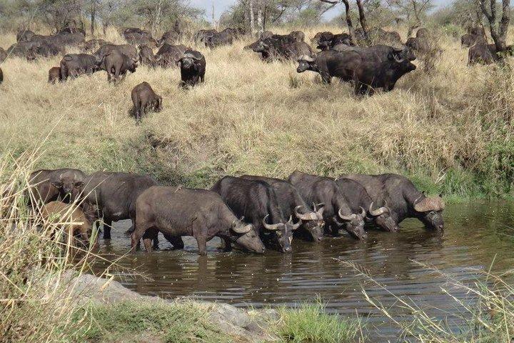4 días de safari de gama media en Serengeti, Ngorongoro y Tarangire