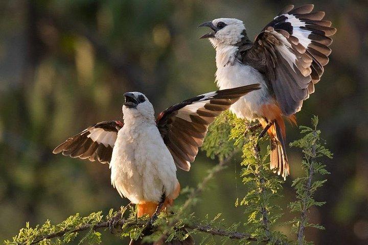 4 días de safari de gama media en Serengeti, Ngorongoro y Tarangire