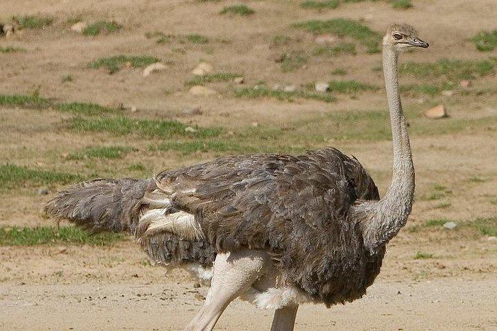 4 días de safari de gama media en Serengeti, Ngorongoro y Tarangire