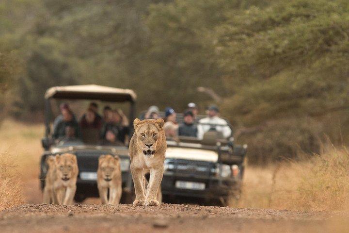 Durban: Partez en safari dans 2 réserves de chasse (Hluhluwe-Imfolozi) Jumelles Pro Zeiss