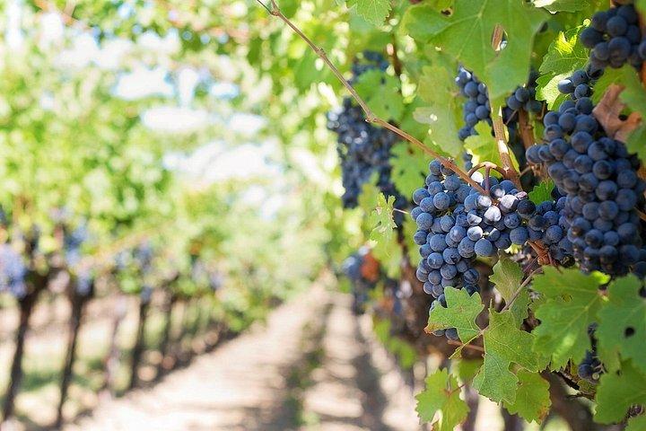 Kapstadt: E-Bike Wineland Tour halbtags
