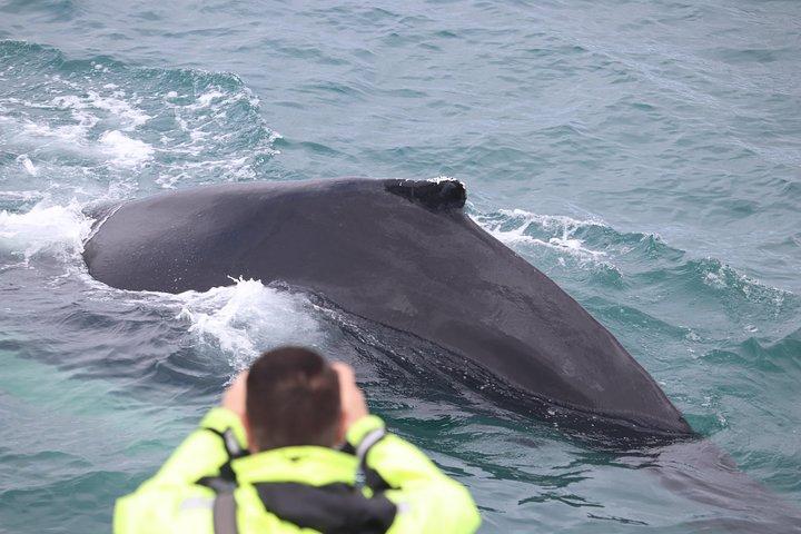 Island Super Saver: Northern Lights Cruise plus Whale Watching Tour från Reykjavik