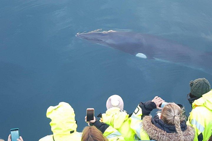Island Super Saver: Northern Lights Cruise plus Whale Watching Tour från Reykjavik