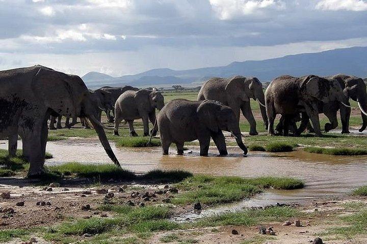 6日間サンブルスイートウォーターズナクル湖＆ナイバシャ湖野生動物サファリ