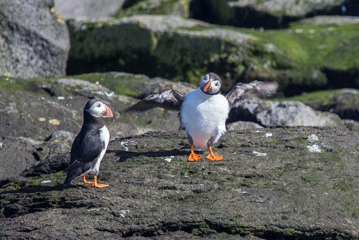 Escursione Costiera a Reykjavik: Crociera di Avvistamento delle Pulcinelle di Mare