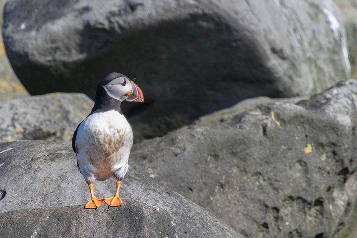Escursione Costiera a Reykjavik: Crociera di Avvistamento delle Pulcinelle di Mare
