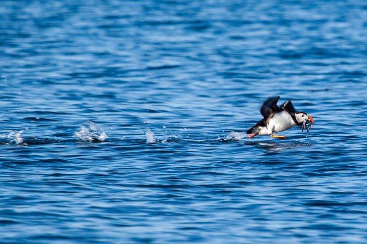 Escursione Costiera a Reykjavik: Crociera di Avvistamento delle Pulcinelle di Mare