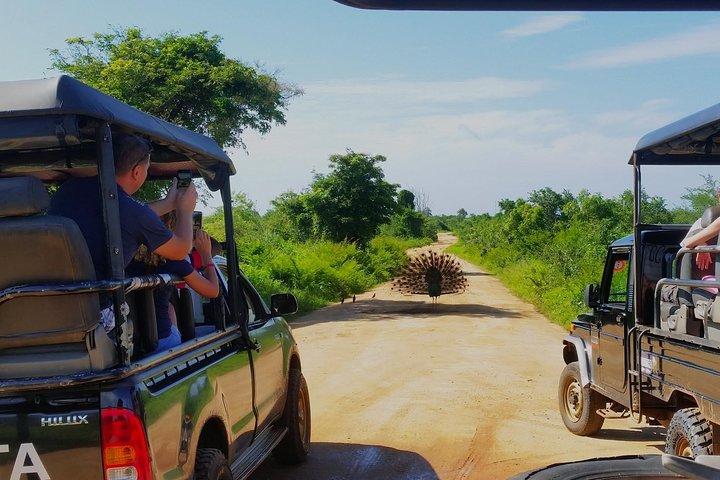 Ganztägige geführte Udawalawe Nationalpark Tour von Waskaduwa