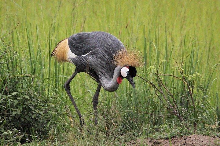 Safari privé 3 jours dans la faune du Masai Mara - Budget moyen
