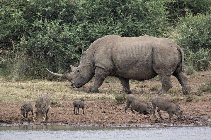 3-daagse Masai Mara Wildlife privésafari - Gemiddeld budget