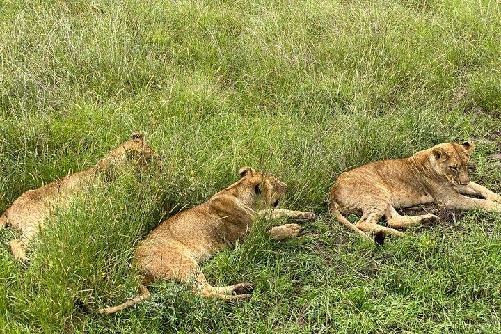 Parco Nazionale di Nairobi e Centro Giraffe