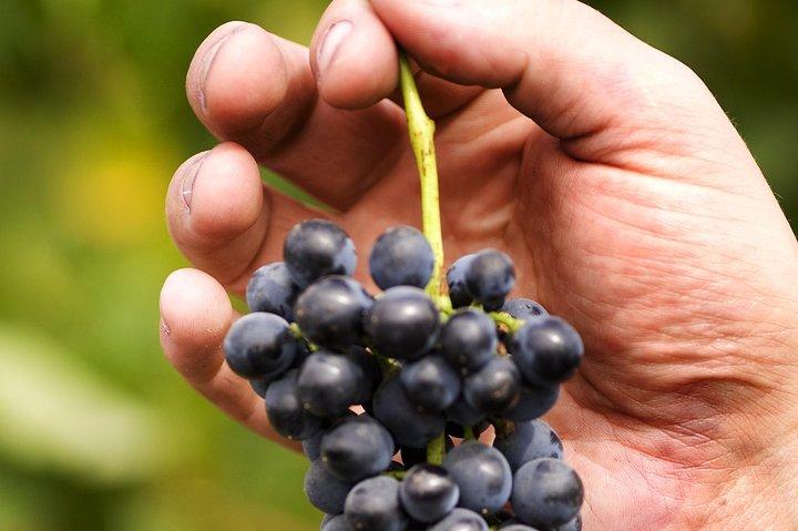 Visite pittoresque de la vallée Hunter avec dégustations de vin et de fromage