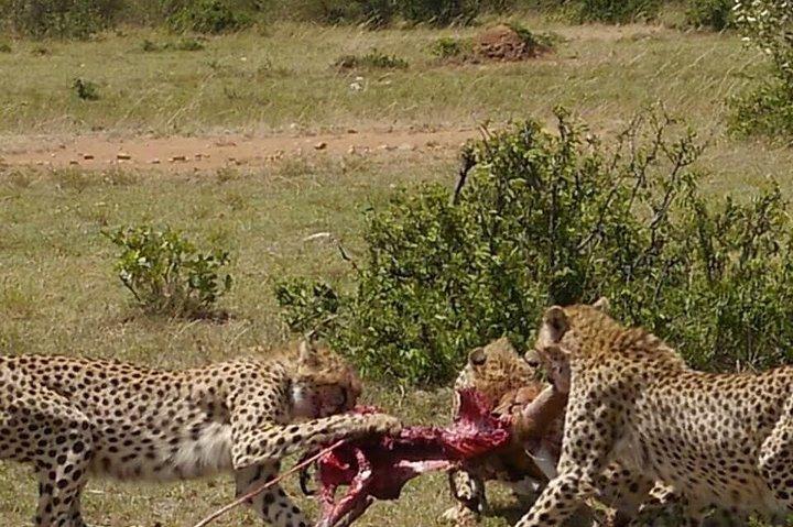 12 Days Kenya wildlife Safari Holidays