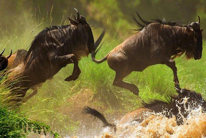 7-daagse Kenia Safari-avonturen