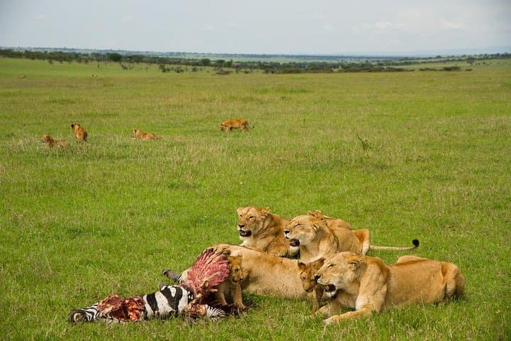 9 days Kenya Tanzania Safari
