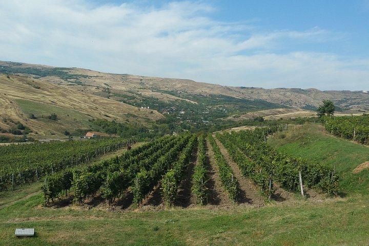Vineyards and wine tasting experience