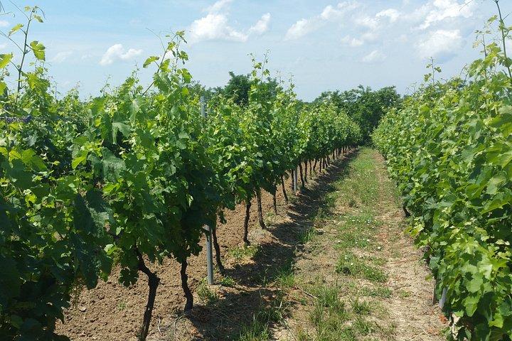 Vineyards and wine tasting experience