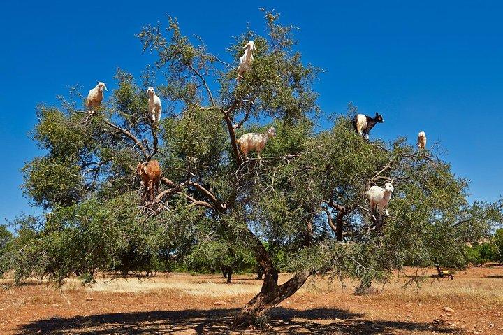 Excursión Essaouira desde Marrakech