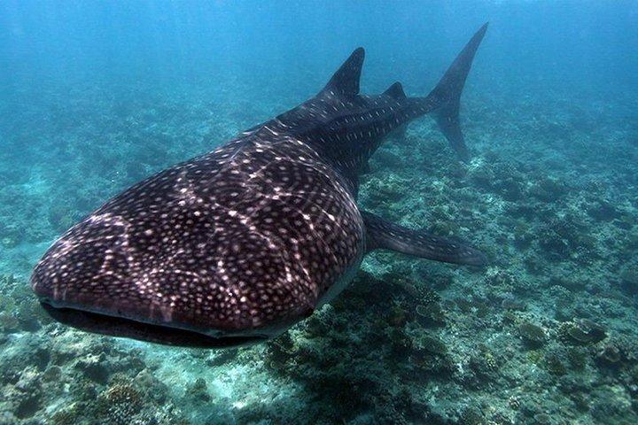 4 nuits aux Maldives pour voyageur solo