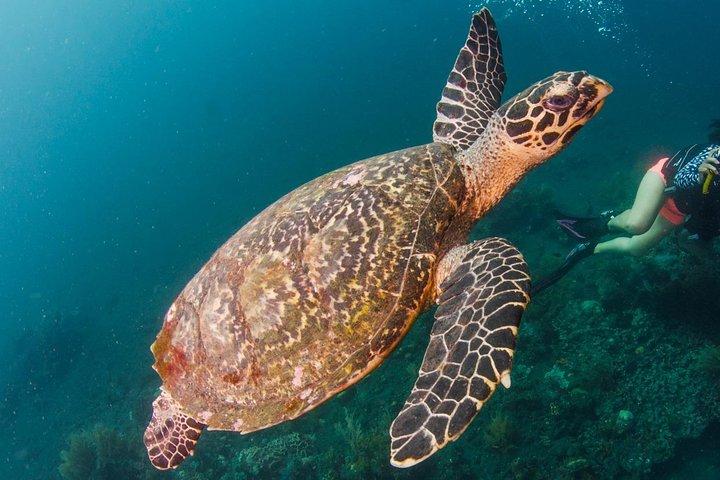 初心者のためのバリダイビング：トランベンリバティーレック