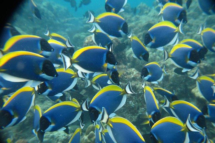 カオラック/プーケット：SeaStar Andamanによるシミラン諸島シュノーケルトツアー