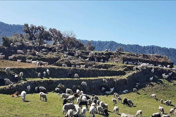 Nag tibba trek