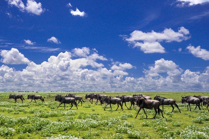Oferta de 6 dias de Natal / Ano Novo Rift Valley & Masai Mara