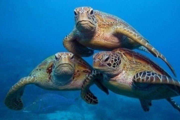 サイド:観光船ツアーでマナビガット市場＆滝を探索
