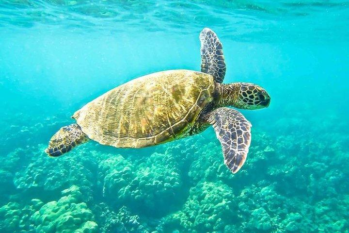「サイド： イルカ島へのボートアドベンチャー～泳いでランチを楽しむ～」